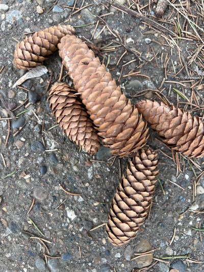 This top-down, close-up photograph captures a natural ground scene, consistent with an outdoor environment in Vysokaya Gora, Russia. The primary subjects are several brown pine cones, scattered across a textured surface. At least five distinct pine cones are prominently featured, along with partial views of two others. They display varying shades of light to medium brown, with their individual scales clearly visible. One pine cone, located towards the bottom left, has a notable light-colored, wing-like seed or dried leaf attached near its base.

The ground itself is a composite of small, irregular stones and pebbles embedded in what appears to be dirt, soil, or possibly weathered asphalt/concrete. The color palette of the ground ranges from dark grey to lighter tones, accented by the subtle hues of the various pebbles. Numerous dry, brownish pine needles are strewn across the entire surface, interspersed with a few greener, fresher needles, indicating the presence of coniferous trees nearby. No specific activity or event is taking place; the image presents a static view of fallen natural elements. The lighting suggests it is daytime, with soft, diffused illumination and no harsh shadows. There is no visible text in the photograph.