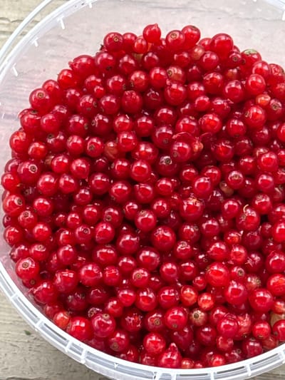 The image is a close-up, overhead shot of a clear plastic bucket overflowing with ripe red currants. The currants are small, round, and a vibrant red color, with some appearing slightly translucent due to their juiciness. They are densely packed within the bucket, obscuring the bottom and sides for the most part. A few stems and some leaves are visible amongst the berries. The bucket is partially visible at the edges of the frame, revealing its ribbed plastic texture and a clear, slightly opaque rim. The background appears to be a light-colored, textured surface, possibly wood or concrete, suggesting an outdoor setting. There are no people or animals present in the image. The location is in the city of Подолино Ст, Russia.