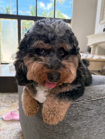 A tri-colored, poodle-mix dog is lying down and looking directly at the camera. The dog's fur is black, brown, and white. It has a black nose and a pink tongue hanging out of its mouth. The dog is resting on a gray cushioned ottoman. In the background, a large window shows palm trees and a blue sky. A white fireplace and a part of a wall are visible on the right side of the image. A pink slipper and a colorful rug are on the floor to the left. The scene appears to be indoors, likely in a home. The specific location in Pinecrest, United States of America is not discernible from the image itself.