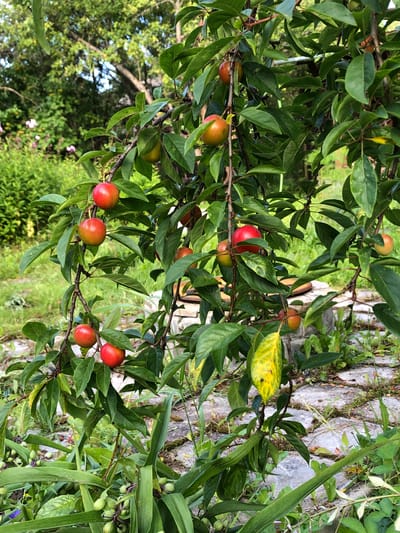 In the city of Krasnaya Presnya SNT, Russia, a plum tree is laden with ripe, red and reddish-yellow fruits. The tree's branches, adorned with lush green leaves, are heavy with the weight of the plums. Some plums are a deep red, while others are transitioning from green to red, indicating ripeness. The ground beneath the tree is covered with flagstone paving, interspersed with greenery and some dry leaves. In the background, more greenery and trees suggest a natural, possibly rural or suburban, setting. The scene captures a moment of natural abundance, with the fruit ready for harvest. There are no people visible in the image.