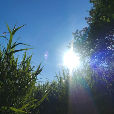 A low-angle, wide shot captures a bright sunny day in Vecslabada, Latvia, with tall green reeds in the foreground against a clear blue sky. The sun, a brilliant white orb, is positioned in the upper right quadrant of the frame, emitting strong rays that create lens flare and a purplish-blue streak across the image. To the right of the sun, the dark green foliage of trees partially obscures the sky. In the far left of the frame, a single reed plant stands out, with a small, unidentified object with brown and white coloring attached to its tip. The overall impression is one of natural beauty and bright sunlight.
