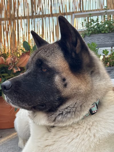 The image shows a close-up of an Akita dog's head and upper body, taken from a high angle. The dog has a distinctive facial mask with dark fur around its eyes and muzzle, contrasting with lighter fur on its forehead, cheeks, and body. Its ears are pointed and stand erect. The dog is wearing a light green collar with a pattern that appears to be small white cartoonish figures.
The background is slightly blurred but suggests an outdoor setting. To the left, there is a bamboo screen or fence, with hints of greenery and possibly foliage visible through the slats. Behind the dog and to the left, a portion of a decorative metal structure, perhaps a garden fence or railing, is visible, also partially obscured by greenery. The lighting suggests it might be daytime, possibly late afternoon given the warm tones.
The dog's head is tilted downwards and slightly to the right, with its eye visible and appearing to look downwards or to the side. The overall impression is of a calm or contemplative animal. No people are visible in the image. The setting appears to be a domestic outdoor space. There is no visible text in the image.