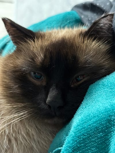 The image is a close-up of a Siamese cat's face, with its head resting on a teal-colored, fluffy blanket. The cat has dark brown points on its face, ears, and paws, with lighter brown fur on its body. Its eyes are partially closed, and its whiskers are long and white. The background is blurred and appears to be a light-colored surface. There is no indication of the cat's location in the city of Япрыково, Russia, or any people or actions.