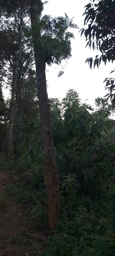 A slightly inclined tree trunk stands prominently in a forest setting. It's textured bark contrasts with the dense green foliage surrounding it. The composition features a variety of plant life, from ground-level undergrowth to taller shrubs and trees. Sunlight filters through the canopy, creating a mix of light and shadow. A worn path is visible on the left, and the overall mood is tranquil.