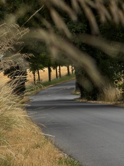 The image shows a paved road winding through a rural landscape, with trees lining both sides and a field of dry grass in the background. The road has a white line marking the center. In the foreground, tall, dry grass is blurred by motion, suggesting a breeze. The overall impression is of a quiet, sun-drenched day in the countryside. The location is identified as Meinier, Switzerland. There are no people or animals visible in the image.