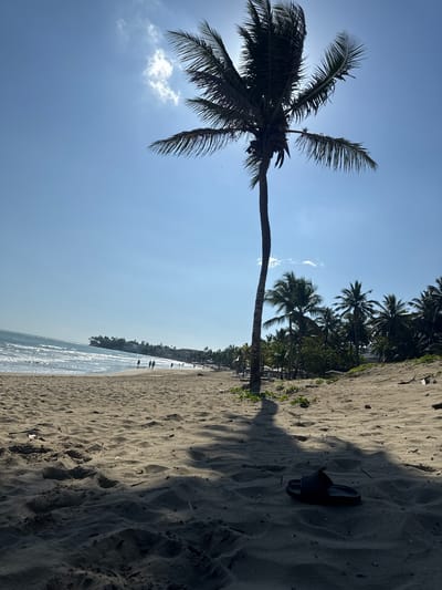 This image depicts a beach scene in Cabarete, Dominican Republic, under a clear, sunny sky. A tall, solitary palm tree stands prominently in the foreground on the left, casting a long shadow. Other palm trees are seen in the background further along the beach. The sandy beach stretches along the right side of the image. A sandal is visible in the sand on the right side. In the background, a few people are walking near the shoreline. The ocean water is visible along the horizon, with gentle waves.