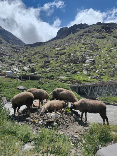 In KOKSAR, India, a herd of approximately six sheep are gathered on a rocky, grassy embankment beside a flowing river. One sheep is lying down, while the others are standing. Some are grazing, and one is looking towards the river. In the background, a modern metal truss bridge spans the river, with vehicles visible on its roadway. Beyond the bridge, buildings and structures are situated on a steep, rocky mountainside covered in green vegetation. The sky is a bright blue with scattered white clouds, and the overall environment suggests a mountainous, rural setting.