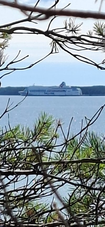 A long, white ferry with the red and white logo of Tallink Silja Line is visible on the water, seen through the branches and needles of pine trees. The ferry is a substantial vessel with multiple decks and a prominent superstructure. The water is a light blue, and the sky is a pale blue with some hazy clouds. The trees in the foreground are dark and textured, with thin branches and short green needles. The overall impression is a view of the sea and a ship from a wooded area on land, likely near the coast. The location is Panga, Estonia.