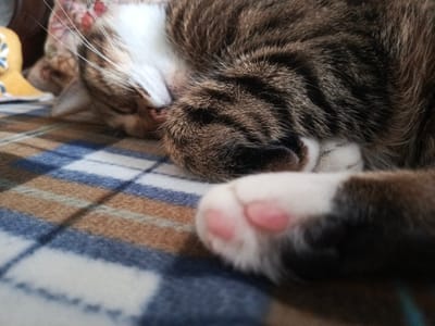 A close-up, low-angle shot shows a domestic cat sleeping on a plaid blanket. The cat is predominantly brown and white with tabby markings. Its eyes are closed, and its head is tucked into its body. One of its front paws, with pink paw pads, is visible in the foreground. The blanket has a pattern of brown, blue, and white stripes. The background is blurred, but a yellow object with a blue design is partially visible on the left. The image was taken in the city of Криводановка, Russia.