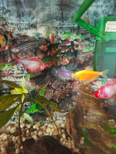 This media file is a photograph of a freshwater aquarium. The aquarium appears to be set up in a home or pet store, based on the general appearance of the tank and the decorative elements. The primary subjects are several small, brightly colored fish swimming in the tank.
Specifically, there are several types of fish visible. One fish is pink and white, another is bright yellow, and a third is a iridescent purple. There is also a fish with distinctive black and white stripes, possibly a zebra danio. In the background, other fish can be partially seen. The aquarium contains artificial decorations including rocks, plants, and a green filter with visible tubing. The background of the aquarium features a textured, rocky wall with some green and red artificial plant accents. The substrate at the bottom of the tank is composed of small, light-colored pebbles.
The activity taking place is simply the fish swimming within their aquatic environment. The lighting suggests it is daytime, likely indoors, as there are no obvious signs of natural light sources like sunlight. The image is taken from a slightly elevated angle looking into the aquarium.
Visible text on the green filter reads "BARBUS AQUARIUM FILTER AC 220-240V 50/60Hz F.MAX 150L/H" and also includes an "EAC" certification mark. The location context provided is Biaroza, Belarus, indicating the potential origin of the image or the setting where the aquarium is located. No discernible emotions are conveyed by the fish, as is typical for animal photography.