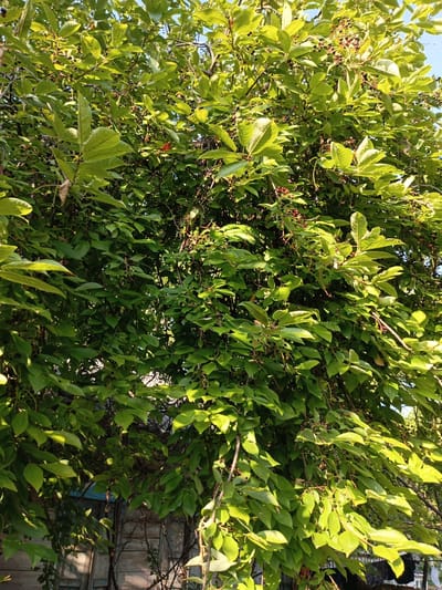 The image shows a dense canopy of a tree with abundant green leaves and small, dark berries. The sunlight filters through the leaves, creating a dappled effect. In the background, parts of a wooden fence and some structures are visible. The overall impression is that of a lush, natural scene, possibly in a garden or park setting within the city of Nikitino, Russia.