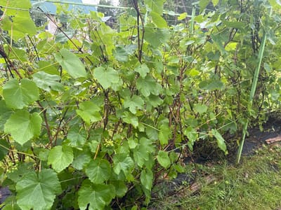 The image shows a dense patch of grapevines growing on a wire trellis in an outdoor setting. The grapevines have large, green, lobed leaves and clusters of small, green grapes are visible among the foliage. The vines are supported by green metal posts and wires. In the background, a building with a green roof and some trees can be seen. The ground beneath the vines is covered with black landscaping fabric and some grass and debris. There are no people visible in the image. The scene appears to be in a residential or garden area, possibly in the city of Krasnoe, Russia, given the context.