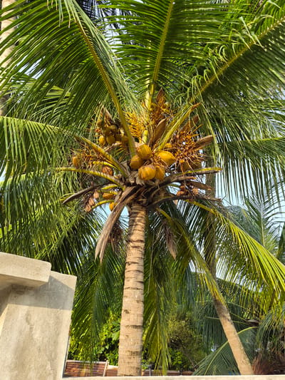A low-angle shot of a coconut tree in Bodufolhudhoo, Maldives. The tree's trunk is visible, with numerous green fronds radiating outwards and upwards. Clusters of yellow coconuts hang from the tree near the top. The sky is visible through the leaves. A building with a concrete roof and steps is in the foreground to the right of the frame. The background includes additional foliage and part of another building.