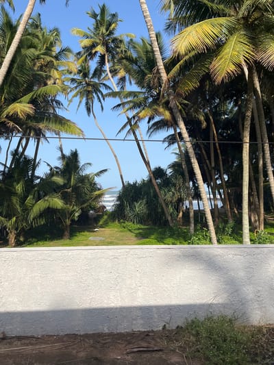 The image depicts a view of the Indian Ocean through a dense cluster of mature coconut palm trees. In the foreground, a textured white wall partially obscures the view. Beyond the wall, a grassy area is visible, leading to a pathway that goes between the palm trees. The ocean is visible in the background with gentle waves breaking on a sandy shore. The sky is clear and blue. The scene is likely located along the coast of Kalutara, Sri Lanka, given the characteristic abundance of coconut palms and the proximity to the ocean. There are no people or animals visible in the frame. The overall impression is one of a tropical, coastal environment.