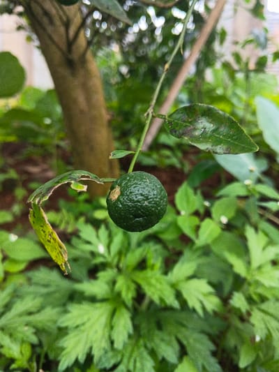 The scene depicts a close-up, outdoor view of a single, unripe, spherical, dark green citrus fruit, approximately 3-4 cm in diameter, hanging from a slender stem. The fruit exhibits a prominently dimpled and rough texture, with an irregular yellowish-brown patch visible on its upper surface. One damaged leaf with irregular edges and some yellow discoloration is attached to the stem on the left side of the fruit. Another darker green leaf with minor dark spots is present on the stem to the fruit's right. The background and lower foreground consist of dense, varied green foliage, including deeply lobed leaves. A blurred, light brown tree trunk is visible in the upper-left background, along with further diffused green foliage and ambient light in the upper-right. The lighting is consistent with natural daylight. The location is an outdoor garden or cultivated area within Makilala, Philippines. No human subjects, animals, or artificial structures are visible.