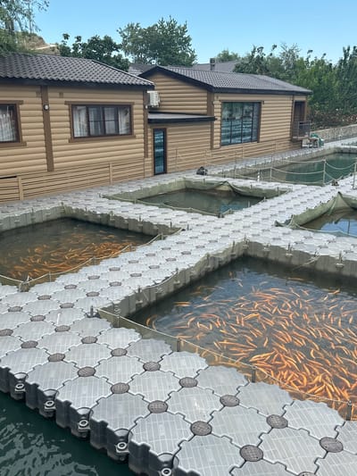 This media file captures an aquaculture facility or fish farm located in Miatli, Russia, under clear daylight conditions. The main subjects are a large quantity of golden-orange fish, a multi-story building, and a system of floating docks and pens on a body of water.
In the foreground and midground, numerous golden-colored fish, possibly trout or salmon, are densely packed and actively swimming within netted enclosures in the water. These enclosures are formed by a system of light gray, modular floating docks. The docks feature an interlocking, textured pattern with raised circular grates, some of which bear indistinct text. The water appears calm, reflecting the bright sky and the fish.
To the left, a prominent building with light brown vertical wood paneling and dark brown trim stands on the bank. It has a dark gray tiled roof, multiple rectangular windows with dark frames, and an air conditioning unit visible on one side. This structure resembles a lodge or operational building for the facility. Behind the building and along the bank, lush green trees and foliage are visible under a clear blue sky, suggesting a natural or semi-rural setting.
The overall scene depicts a commercial fish farming operation, with the fish contained in specialized pens within the body of water. The time of day is clearly daytime, indicated by the bright sun and clear blue sky. No specific human activity is visible, but the setup implies ongoing agricultural or industrial processes. The scene conveys a sense of organized efficiency in a natural environment.