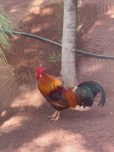 The image shows a rooster in what appears to be an outdoor area covered in red volcanic ash. The rooster has predominantly brown and orange feathers with green and black tail feathers. A small branch is lying on the ground near the rooster along with some sparse vegetation and a black irrigation pipe. The location is possibly in the city of Tías, Spain, given the red volcanic ash is typical of Lanzarote.