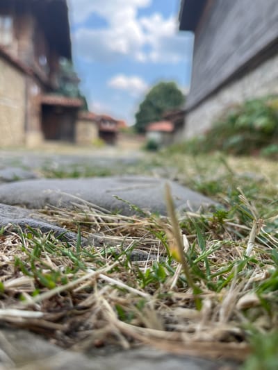The image presents a low-angle, close-up view of a cobblestone path interspersed with dry grass and new green shoots. The foreground is dominated by the textures of the stones and vegetation. In the background, the scene opens up to a street lined with traditional Bulgarian Revival-era houses in Zheravna. The architecture features stone foundations, plastered walls, and reddish-brown tiled roofs, with wooden elements visible. A large tree stands in the middle ground, and the sky above is partly cloudy with patches of blue. The overall impression is one of a rustic, historic village setting bathed in natural light.