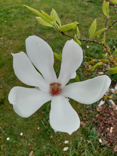 The image shows a white magnolia flower in full bloom. The flower has five large petals and a central cluster of brown and red stamens. The flower is surrounded by green grass and leaves. A branch with light-green leaves and yellow moss is visible in the upper-left corner. The photo was likely taken in a garden in Ganderkesee, Germany.