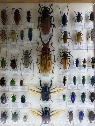 This media file shows a close-up view of a collection of dried insects, primarily beetles, displayed in a glass case. The insects are arranged in rows and columns, with labels written in Cyrillic text beneath some of them. The lighting suggests an indoor setting, possibly a museum or a private collection. The labels provide scientific names and geographical origins of the insects.
The subjects are the insects themselves, which are diverse in size, shape, and color. Some are black, while others display metallic blues, greens, and browns, often with intricate patterns. The arrangement is orderly, indicating a display rather than a natural habitat. There is no discernible activity or event taking place, as the insects are preserved specimens.
Notable details include the sheer number and variety of beetles, suggesting a significant entomological collection. The labels are a key feature, providing context about the specimens. Some visible text includes: "слоник", "усач", "златка", "бронзовка", and place names like "Замбия", "Мадагаскар", "Ю-В Азия", "Таиланд", "Конго", "Индонезия", "Африка", "Мексика", "Перу", "Бразилия", and "Акатovo". The quality of preservation appears good, with most specimens intact. The overall impression is one of scientific preservation and display.