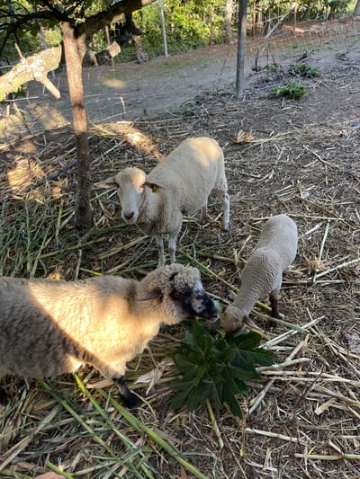 The image captures an outdoor enclosure in Oliveira de Frades, Portugal, under natural daylight. Three sheep are present within a fenced area characterized by ground covered in dry straw, stalks, and organic debris. In the foreground, an adult sheep with light brown wool and a dark face/legs is actively consuming dark green foliage. To its right, a smaller, light beige lamb or young sheep is also eating from the same foliage pile. In the mid-ground, a third adult sheep, primarily off-white with a yellow ear tag on its left ear, stands facing the observer. A thin tree trunk is visible to the left of the central sheep. The background features a wire fence separating the immediate area from denser vegetation, including trees and green foliage.