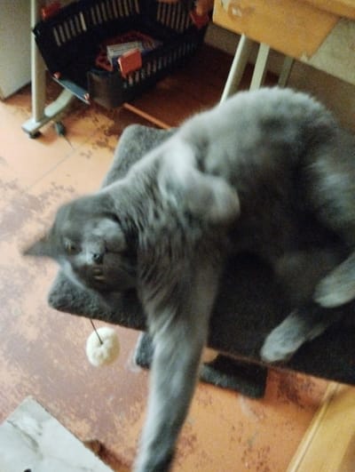 A blurry, waist-level, indoor photograph shows a grey cat on a scratching post. The cat is lying on its back with its head turned towards the camera and its eyes are open. Its paws are in the air, and one of its front paws is extended towards a white, fuzzy toy ball hanging from a string. The cat's body is largely out of focus, but its face is relatively clear. The scratching post is dark grey and appears to be made of carpeted material. The floor is an orange-brown color and shows some wear. In the background, a black basket filled with various items is visible, along with wooden furniture legs and a portion of a table. The scene is likely a domestic setting. The location of this photograph is not determinable from the image content; it is not possible to confirm if it is in Sheptytskyi, Ukraine.