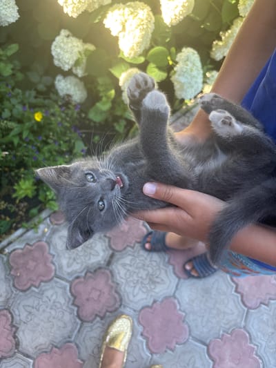 A young grey kitten is being held upside down by a person in a garden. The kitten has blue eyes, white whiskers, and pink paw pads, and its mouth is open as if meowing. The person holding the kitten is wearing a blue shirt and has their hands visible, supporting the kitten. In the background, there are white flowers and green foliage, illuminated by sunlight. The ground is paved with decorative tiles. The scene appears to be outdoors, possibly in a residential area.