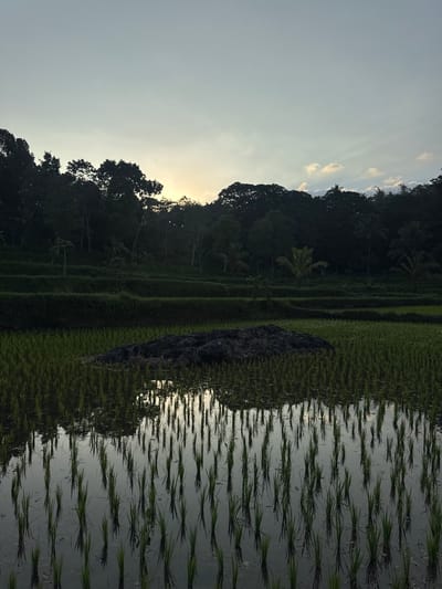 A wide shot of terraced rice paddies in Tetebatu, Indonesia, at dusk. The sky is a pale blue with streaks of white clouds near the horizon, where the sun is setting behind a dense line of dark green trees. The foreground features a flooded rice paddy with rows of young green rice shoots clearly visible, their reflections shimmering in the still water. In the middle of the paddy, a dark, irregularly shaped pile of what appears to be dried vegetation or compost sits. Behind this, the terraced fields rise, their slopes covered in lush green grass, creating a layered effect. The overall atmosphere is serene and natural, characteristic of rural Indonesian landscapes.