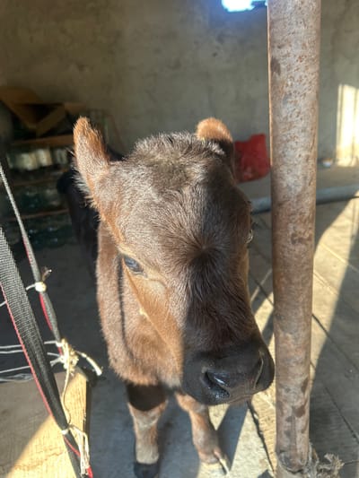 A close-up, top-down shot shows a brown calf looking up towards the camera. The calf has a dark brown nose and head, with lighter brown fur on its body. The calf appears to be in an enclosure, with a rusty metal bar visible across the top of the frame. Part of a black and red strap or tether is visible near the bottom of the frame. The background is out of focus. There is no evidence in the image to confirm this is located in Mankent, Kazakhstan.