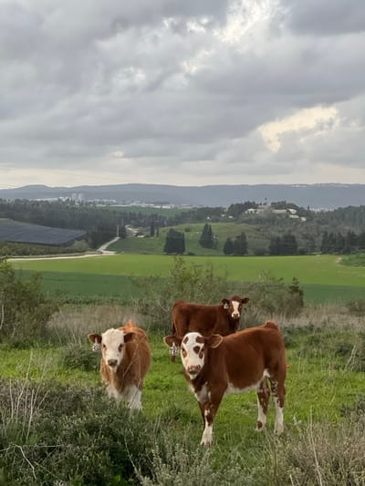 Three brown and white cows stand in a grassy field, facing the camera. Behind them, a green valley stretches towards a distant mountain range obscured by a cloudy sky. Buildings and infrastructure are visible within the valley. The foreground is characterized by dense, overgrown vegetation. The cows appear healthy and well-fed.