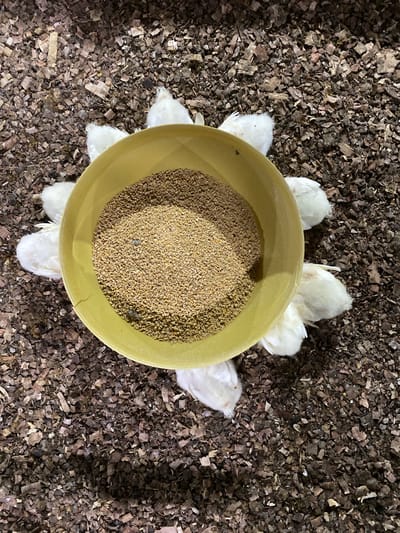 A high-angle medium shot captures a circular arrangement of eight young white chickens surrounding a yellow plastic bowl filled with coarse feed. The chickens are positioned with their heads turned towards the bowl, suggesting they are feeding. The bowl is situated on a bedding of wood shavings, common in poultry coops. The lighting is dim, with some shadows visible, indicating an indoor setting. The image composition focuses on the chickens and their feed, with the background of wood shavings creating a textured ground. There is no specific identifiable information to pinpoint the location to Palohdama, Indonesia.