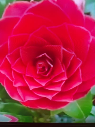 The image is a close-up, high-angle shot of a vibrant red camellia flower. The flower has many tightly layered petals, creating a spiral pattern that draws the eye towards the center. The petals are a rich, saturated red with subtle variations in shade and highlights that emphasize their delicate texture. Some of the outer petals are slightly unfurled, revealing the intricate structure within. In the background, out-of-focus green leaves provide a soft contrast to the bold red of the flower. The image appears to be taken with a digital camera, and there are visible horizontal scan lines, indicating it might be a screenshot or a digital display of the image. The image does not contain any people or specific identifiable landmarks that would allow for precise location in Çiğli, Turkey.