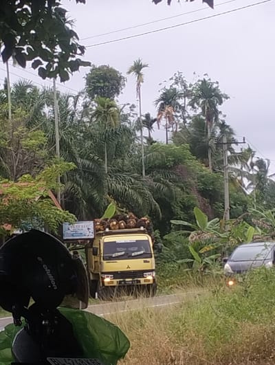 A yellow truck is driving down a road in Teupinreusep, Indonesia. The truck is carrying a load of palm oil fruits. The road is surrounded by lush greenery, with palm trees and other tropical vegetation. A black car is parked on the side of the road, and a motorcycle helmet is visible in the foreground. The sky is overcast, suggesting it might rain.