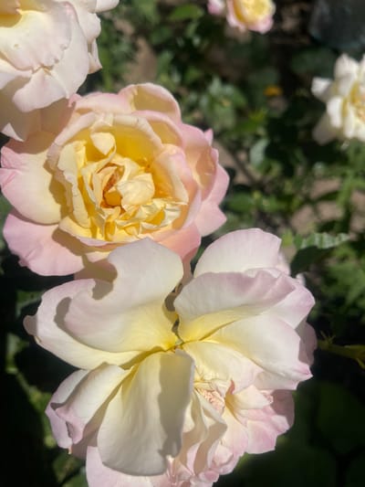 A close-up, eye-level shot captures two roses in bloom, bathed in natural sunlight. The rose in the foreground is primarily white with delicate pink edges on its petals, and a pale yellow center. The rose behind it, slightly out of focus, displays a more pronounced yellow hue in its center, transitioning to soft pink at the petal edges. Both roses exhibit layers of velvety petals, with some showing slight wilting. The background is a blur of green foliage, suggesting an outdoor garden setting. The scene is devoid of any people or human activity. The image evokes a sense of natural beauty and the ephemeral quality of flowers.