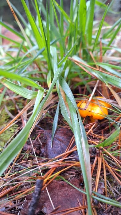 This image presents a close-up, ground-level view of natural terrain in Petriškė, Lithuania. A single, small, bright orange mushroom, approximately spherical in shape, is visible in the mid-ground, partially obscured by vegetation. The mushroom is surrounded by a dense growth of vibrant green grass blades, some displaying visible water droplets. The ground cover consists of a layer of reddish-brown pine needles, dark brown decaying broad leaves, and patches of green moss. No human subjects, man-made objects, or active interactions are depicted. The scene is illuminated by soft, diffused light, indicating a natural, outdoor environment, likely a forest floor or wooded area.