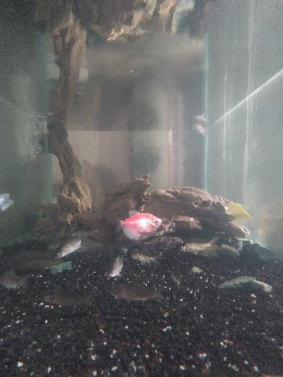 The image depicts an indoor aquarium located in the city of Ku Toet Seik, Myanmar. The glass tank contains water that appears slightly turbid or green-tinged, with visible suspended particles. The bottom of the tank is covered with dark, granular substrate, interspersed with lighter specks. Decorations include a prominent piece of dark brown driftwood extending vertically on the left side, and a formation of brown rocks providing cover in the mid-right.

Multiple fish are present. A single bright pink/red fish with a lighter head, consistent with a GloFish tetra, is situated in the upper-middle section, facing towards the left. Numerous smaller, mostly silver-grey or olive-brown fish are scattered near the substrate and around the rock formation, with approximately 10-15 individuals clearly visible. A yellowish fish is partially obscured behind the rocks on the right, and a light blue or white fish is partially visible on the far left edge of the frame. No people are visible. The fish are stationary or slowly navigating the aquatic environment.