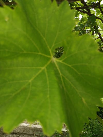 The image shows a close-up of a large, green grape leaf with visible veins. Through a hole in the leaf, a cluster of small, green grapes on a vine is visible, along with other grape leaves and branches. The background is blurred, showing some greenery and what appears to be a stone wall or path. The overall scene suggests an outdoor setting, likely a vineyard or garden. There are no people or specific landmarks indicating the city of Novaya Kosa, Russia, or any other specific location. The image is a still photograph with no discernible action or interaction taking place.