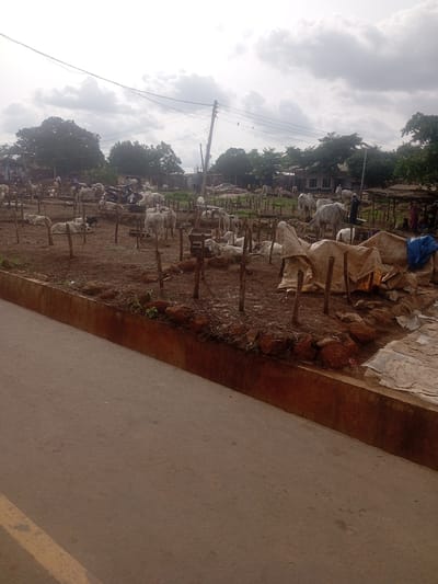 The image depicts a cattle market in Tundun Wada South, Nigeria, under an overcast sky. A brown, raised concrete barrier separates a dirt road from a large, open-air market area. The market is populated by numerous white and light-colored cattle, many of which are standing or lying down in pens demarcated by wooden poles. Several people, including men and women, are present in the market, some tending to the cattle, while others appear to be observing or negotiating. Structures made of wood and corrugated metal, along with tarps and fabric coverings, are visible in the background, suggesting stalls or shelter for the animals and vendors. The ground of the market is predominantly dry dirt, with scattered rocks and vegetation. The overall impression is that of a busy, functional livestock trading environment.