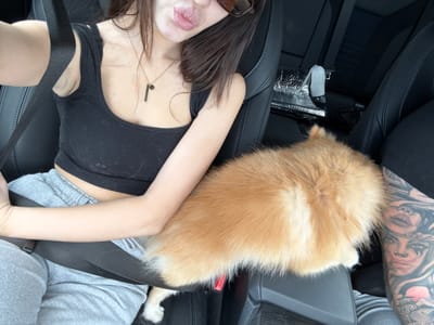 A high-angle, medium shot shows a person and a Pomeranian dog in a car. The person, partially visible, is wearing a black tank top and grey sweatpants. They have a seatbelt across their chest and are holding the dog, which is facing away from the camera. The dog is light brown and fluffy. The car interior is visible, with black leather seats. The person's right arm is visible, and they have tattoos on it. A reflective thermal car shade is visible behind them. The image does not contain any information or visual cues indicating a location in Yazdach, Bulgaria.