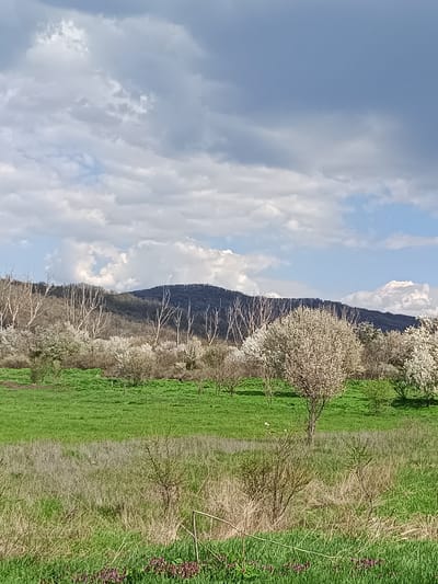 The image depicts a landscape in Vehtovo, Bulgaria, featuring a mountain range in the background. A field of green grass with scattered blooming trees extends towards the mountains. Some trees are bare, while others are in full bloom with white flowers. The foreground contains taller grass and small shrubs with a hint of purple flowers near the bottom of the frame. The sky is filled with a mix of white and dark clouds.