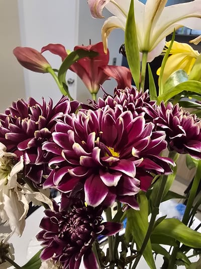 This close-up image features a vibrant and diverse floral arrangement, predominantly showcasing dark purple or burgundy chrysanthemum-like flowers, possibly dahlias, with distinctive white or pale yellow edges on their numerous petals and bright yellow centers. These prominent flowers are arranged towards the right and center of the frame.

Alongside them, white lilies with long, elegant petals are visible on the left, with parts of yellow lilies and reddish-burgundy lily buds and partially opened flowers providing additional color and texture. Lush green foliage weaves throughout the arrangement, enhancing the natural feel.

The background is softly blurred and appears to be light-colored, suggesting an indoor setting with white or light gray walls or surfaces. A hint of blue and white, possibly from a background object like a plastic bag, is visible in one of the crop views.

There are no people or specific activities depicted; the image is a static still life focusing on the aesthetic beauty of the flowers. The lighting suggests natural daylight. No text is visible in the image. This photograph was taken in La Florida, Chile.
