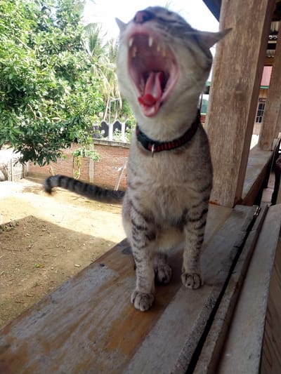 A tabby cat with a black and red collar is captured mid-yawn while sitting on a weathered wooden bench. The cat's mouth is wide open, revealing its tongue and teeth. Behind the cat, lush green foliage and palm trees dominate the background, suggesting an outdoor setting in a tropical or subtropical environment. A brick wall and a white picket fence are also visible, hinting at a residential area. The wooden structure with large pillars to the right of the cat indicates a covered outdoor space, possibly a veranda or an open-sided building. The ground beneath the bench appears to be dirt and sand, with some scattered dry leaves. The lighting suggests it is daytime, with sunlight filtering through the trees. Based on the visual cues of dense tropical vegetation and traditional building elements, this scene could plausibly be located in the city of Labissa, Indonesia.