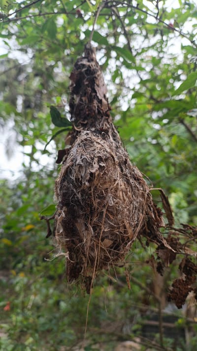 A detailed, low-angle, close-up shot captures an empty, woven bird's nest suspended from a tree branch. The nest, constructed from dried grasses, plant fibers, and possibly bits of bark, is elongated and bulbous, with a slightly narrower top that appears to be attached to the branch. The intricate weaving is visible, showing individual strands and how they have been intertwined. The nest hangs in a natural, outdoor environment characterized by lush green foliage and dappled sunlight, suggesting a forest or garden setting. The background is softly blurred, with bokeh effects from the out-of-focus leaves and light, which accentuates the sharp detail of the nest. There are no people or animals present in the image. The scene is static and appears to have been captured in the daylight. The location is identified as Palohlada, Indonesia.