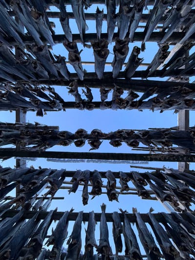 A low-angle shot shows rows of dried fish hanging on wooden racks against a bright blue sky. The fish are arranged in vertical lines, their bodies mostly intact but appearing dried and leathery. The wooden structure supporting them creates a geometric pattern. Some of the fish have distinct head shapes, while others are more uniformly shaped. An icicle hangs from one of the wooden supports. The scene captures a traditional method of preserving fish.
