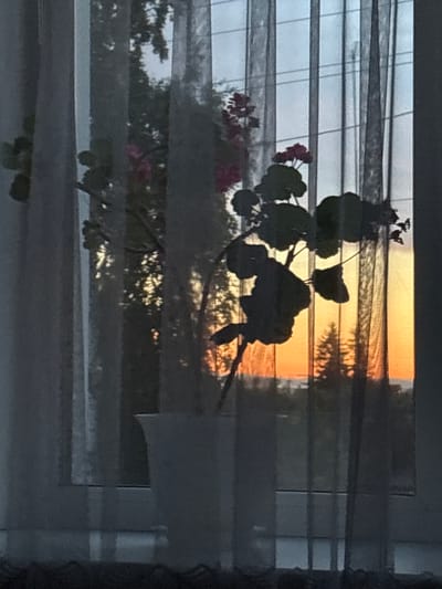This image depicts a close-up view of a potted plant silhouetted against a window with sheer curtains. The sunset is visible through the window, casting an orange and yellow glow. The scene is likely located in Alexeyevskoye, Russia. The plant appears to be a geranium with dark green leaves and some pink flowers. The window frame and the curtains are visible, as well as the silhouette of trees outside.