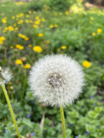 The image shows a dandelion seed head in focus in the foreground, with surrounding vegetation blurred in the background. The dandelion is round and white, with individual seeds appearing like delicate filaments radiating from a central point. Its green stem is visible. The background vegetation includes a mix of green foliage, yellow flowers, and some smaller purple flowers. No people or buildings are present. The location, Gryaznoye, Russia, is not discernible from the image alone.