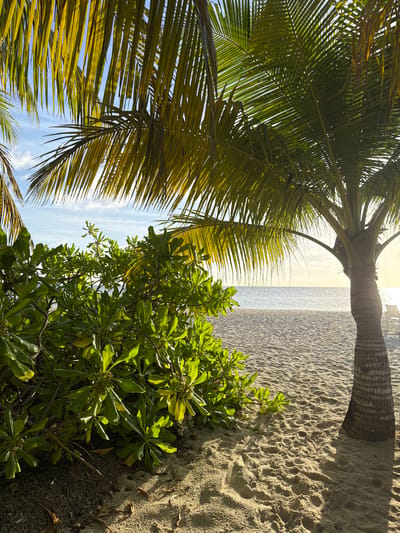 A tranquil beach scene unfolds under a bright, partly cloudy sky. In the foreground, lush green foliage of a dense bush partially obscures the sandy ground, which is marked with footprints. To the right, the textured trunk of a palm tree stands tall, its fronds casting dappled shadows. Beyond the sand, the calm, shimmering ocean stretches to the horizon, meeting a pale, sunlit sky. Two empty lounge chairs are visible in the distance on the beach, hinting at relaxation. The overall impression is one of peaceful solitude in a tropical paradise.