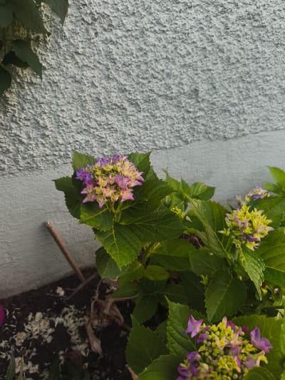 An exterior, eye-level medium shot captures a small cluster of hydrangeas with pink and purple florets blooming near a light grey, textured stucco wall. The hydrangeas are in focus and occupy the lower half of the frame, with lush green leaves surrounding the flowers. A thin, brown twig lies on the dark soil in the lower left quadrant. The wall behind the plant is rough and uneven, with some shadows indicating uneven light. The scene appears to be in a residential garden or outdoor space in the city of Pegnitz, Germany.
