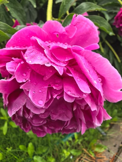 A close-up, eye-level shot captures a vibrant pink peony flower in bloom, glistening with raindrops. The petals are layered and full, with water droplets clinging to their surface, reflecting light. The background is a blur of green foliage, hinting at a garden setting. In the distance, a second, slightly darker pink peony is visible. The foreground shows a patch of grass and some brown, dry plant material. The scene appears to be outdoors in Nikul'chino, Russia, suggesting a natural or cultivated garden environment.