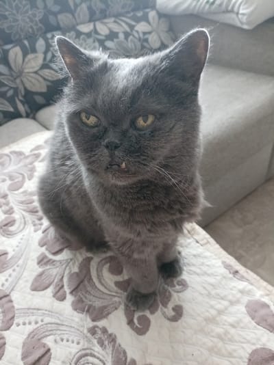 A gray cat sits on a patterned blanket, looking directly at the camera with its mouth slightly open, revealing two small teeth. The cat has yellow eyes and is positioned in the center of the frame. The background is blurred, showing parts of a couch with floral patterns. The scene appears to be indoors. No specific location in Bologoe, Russia, can be determined from the image.